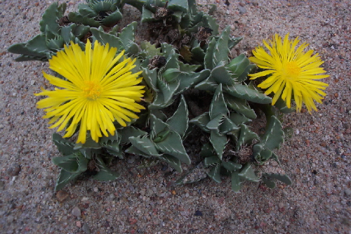 faucaria ryneveldiae 1